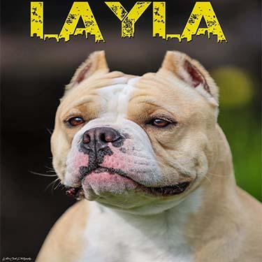 media/Sketchy Dogs Layla Campbell.jpg